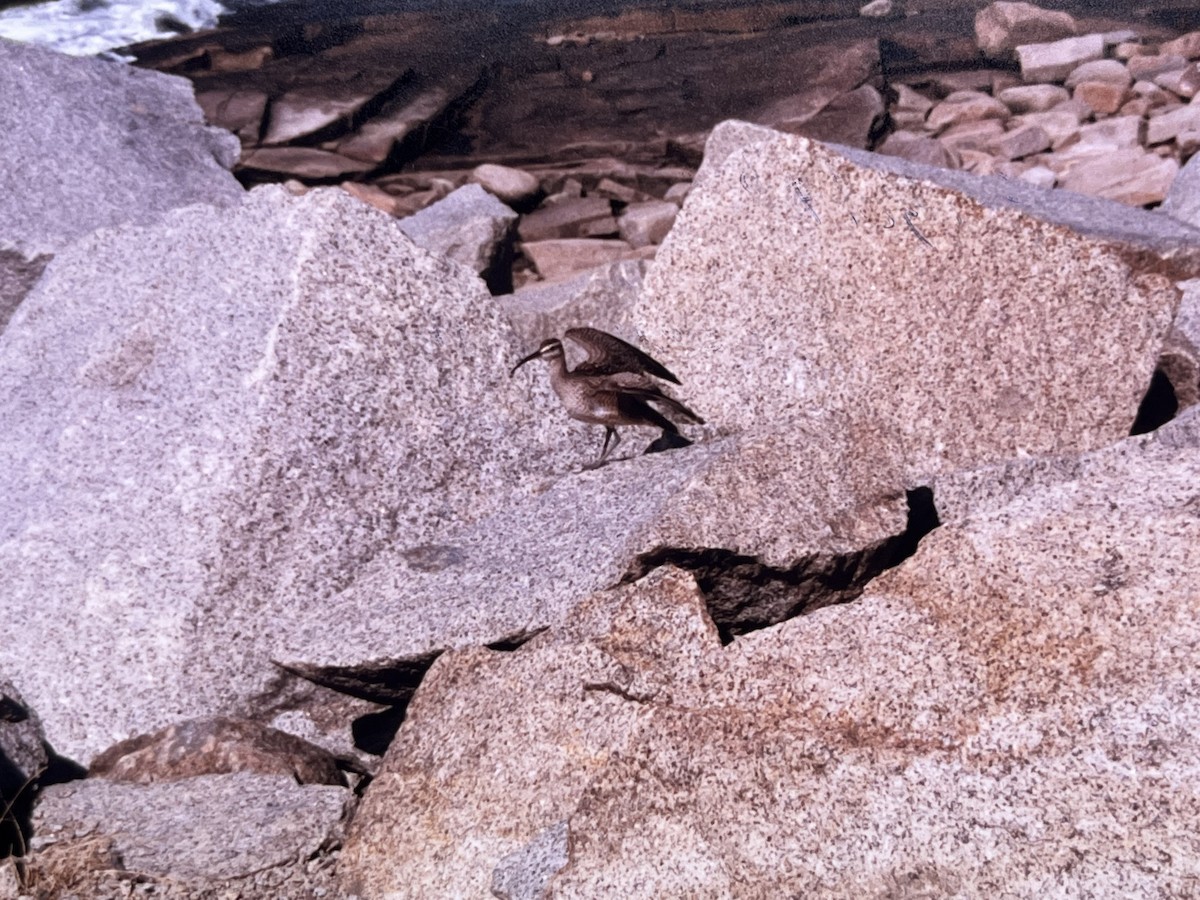 eBird Checklist - 24 Aug 1997 - Halibut Point SP - 1 species