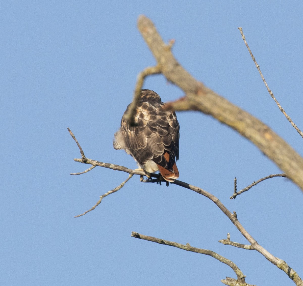 Red-tailed Hawk - ML483884411