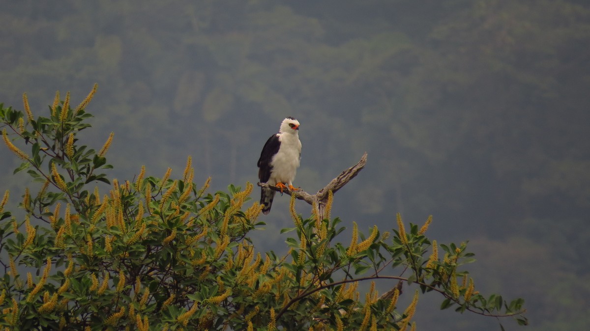Black-and-white Hawk-Eagle - Jorge Muñoz García   CAQUETA BIRDING