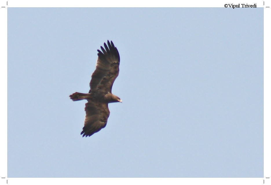 Indian Spotted Eagle - ML48388691