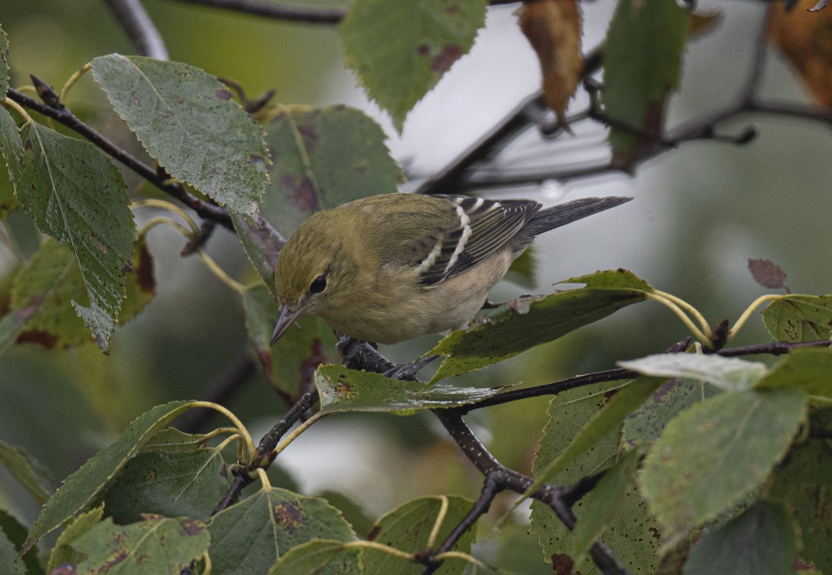 Bay-breasted Warbler - ML483888221