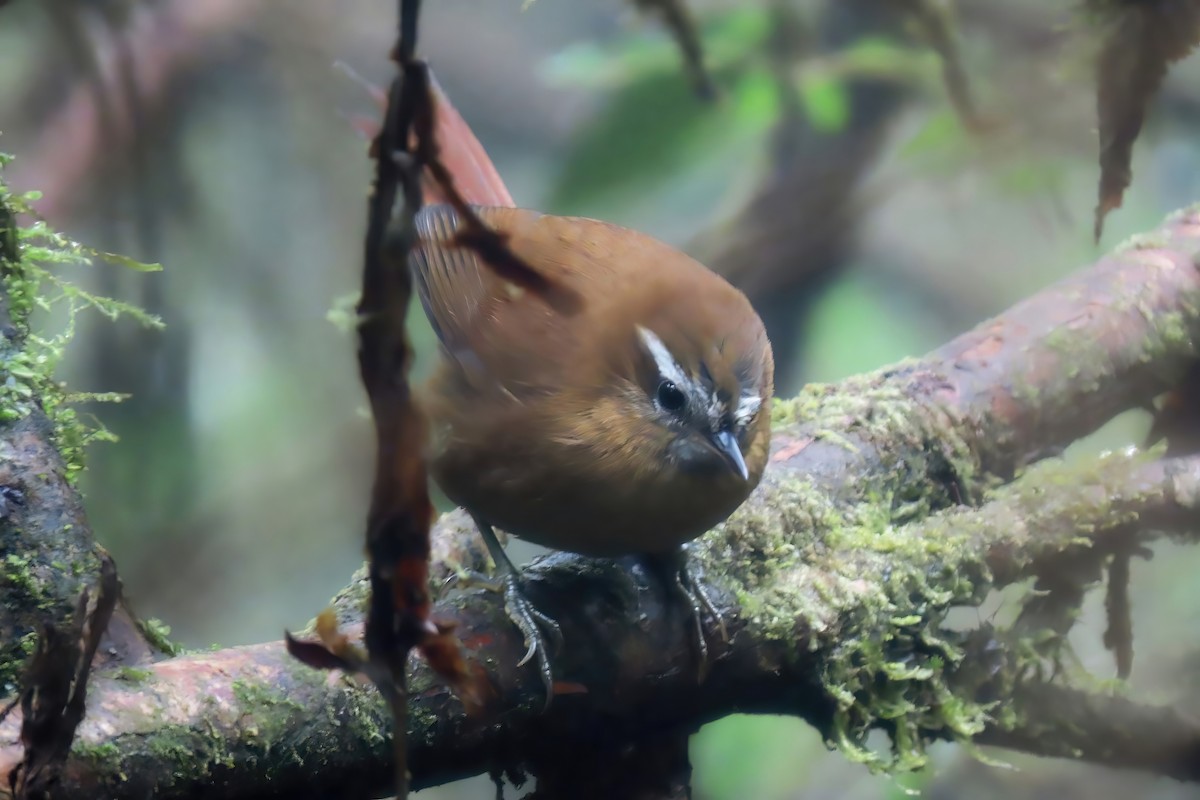 White-browed Spinetail - ML483891401