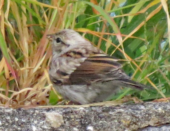 Chipping Sparrow - ML483892001