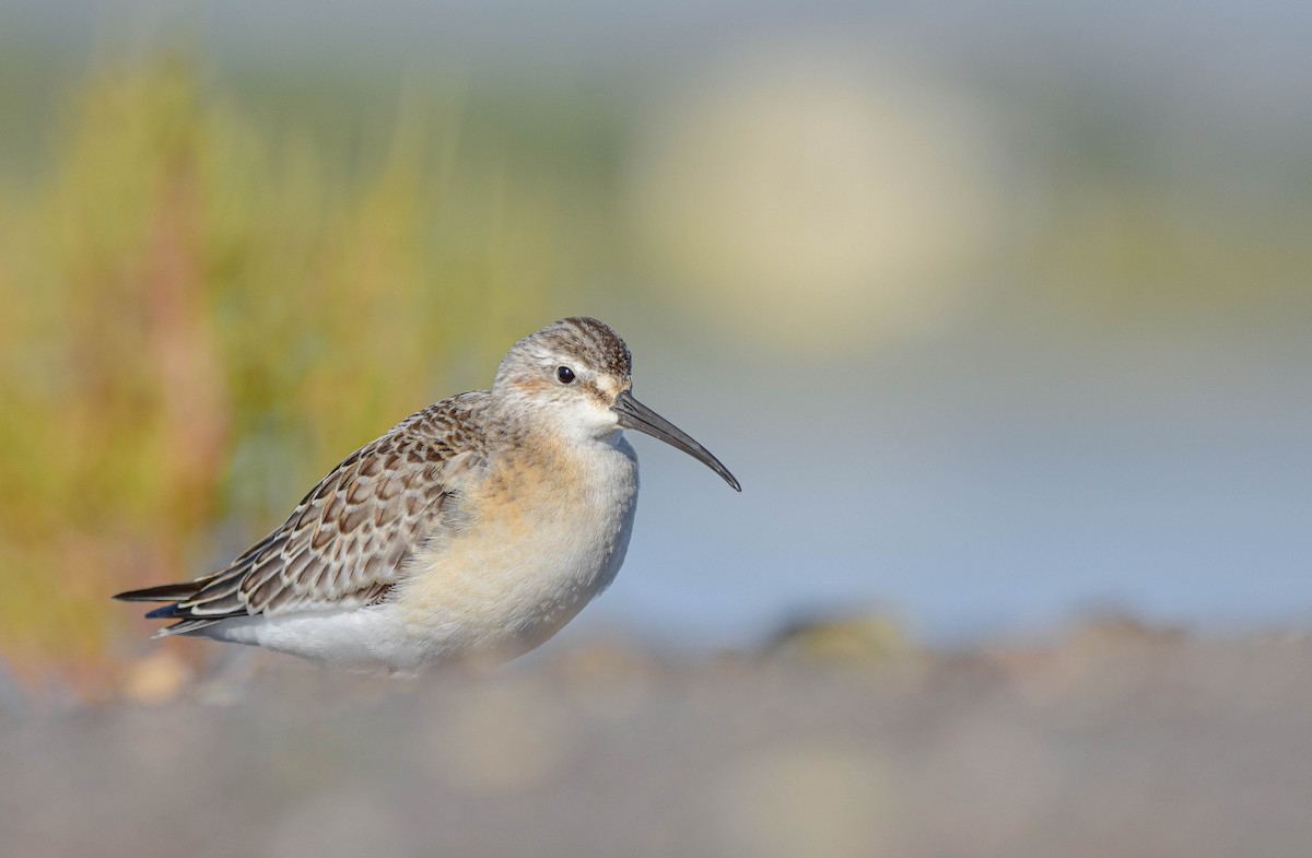 Curlew Sandpiper - Christos Christodoulou