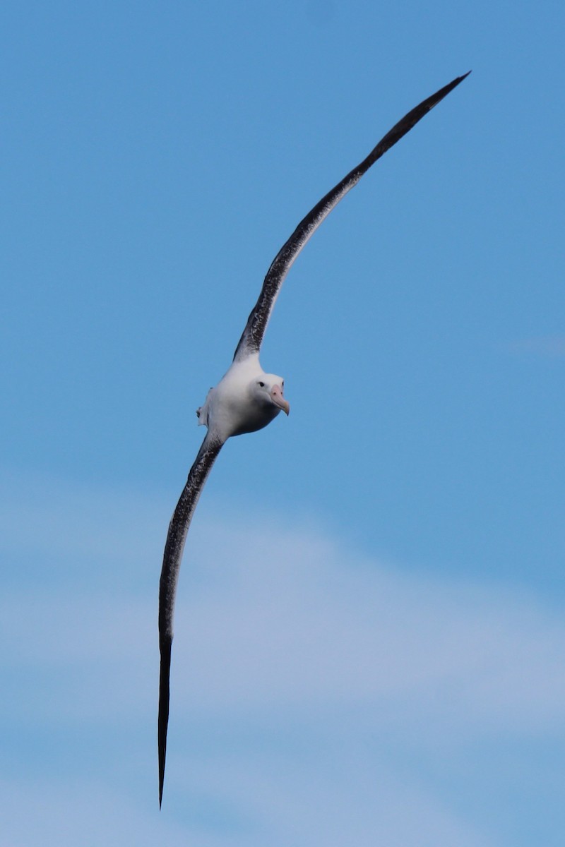 Albatros hurleur, A. de Tristan da Cunha ou A. des Antipodes - ML483894641