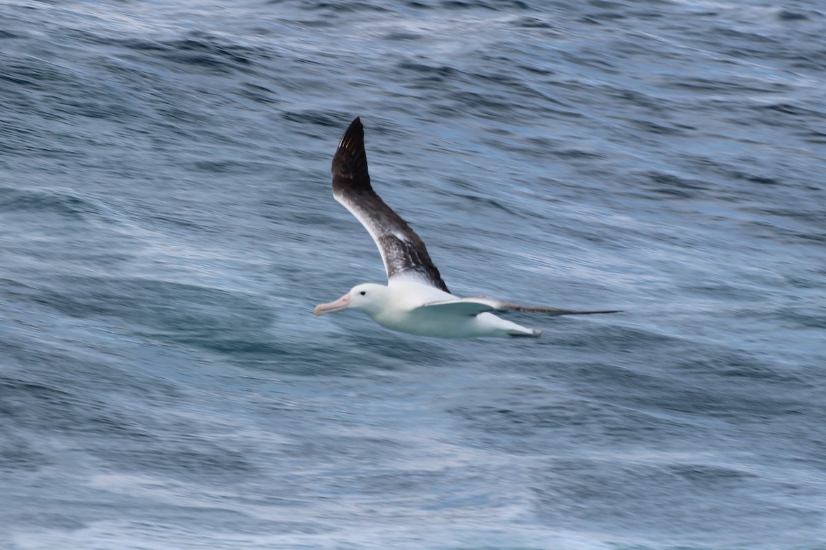 Albatros hurleur, A. de Tristan da Cunha ou A. des Antipodes - ML483894651