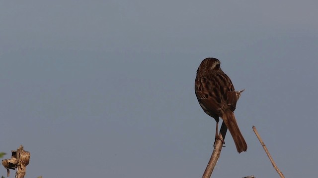 Song Sparrow Ebird