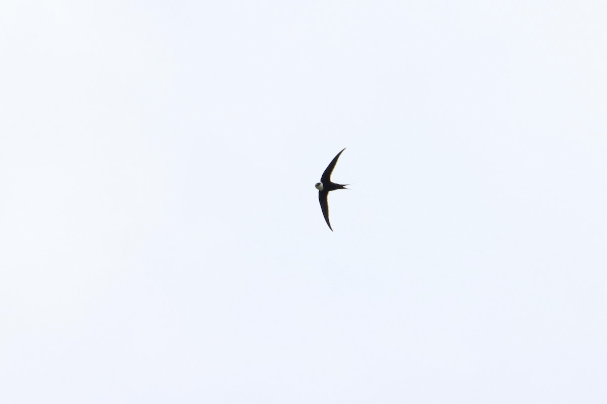 Great Swallow-tailed Swift - ML483898401