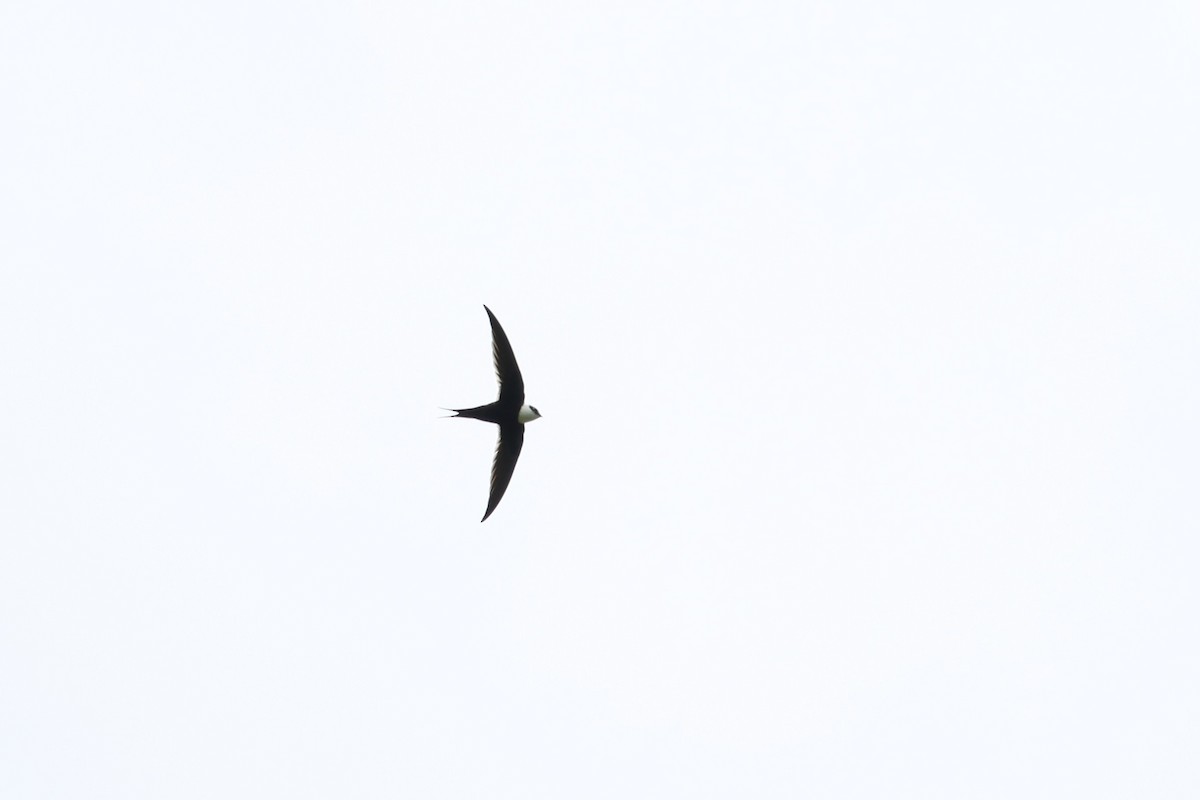 Great Swallow-tailed Swift - ML483898501