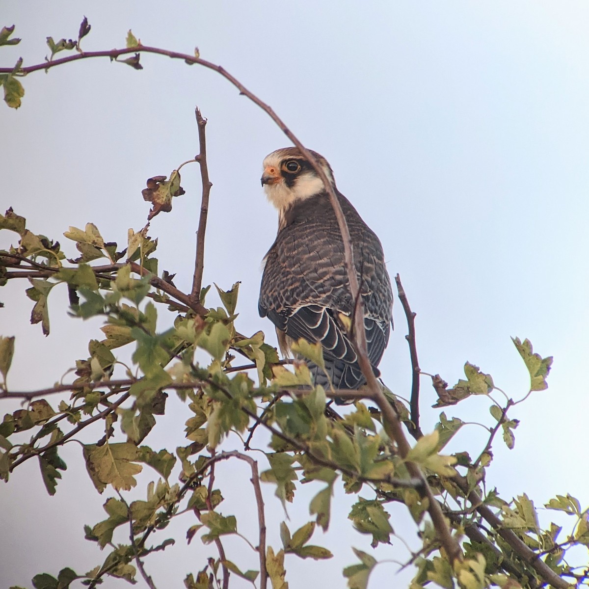 Red-footed Falcon - ML483898611