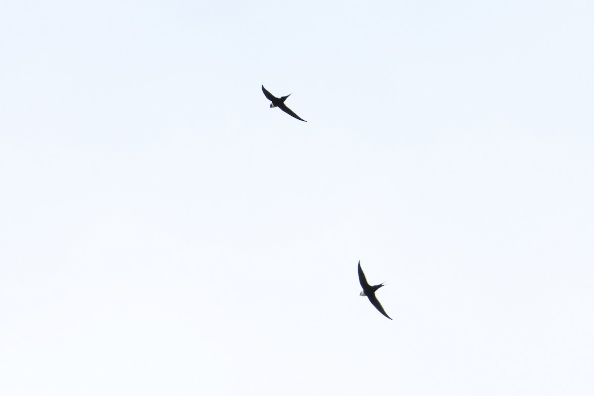Great Swallow-tailed Swift - ML483899211