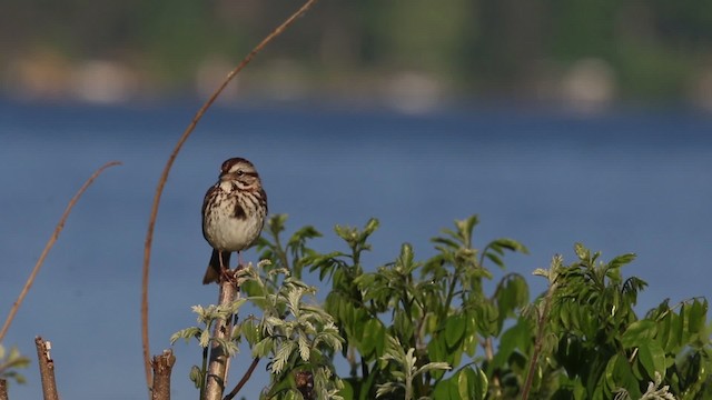 strnadec zpěvný (ssp. melodia/atlantica) - ML483902