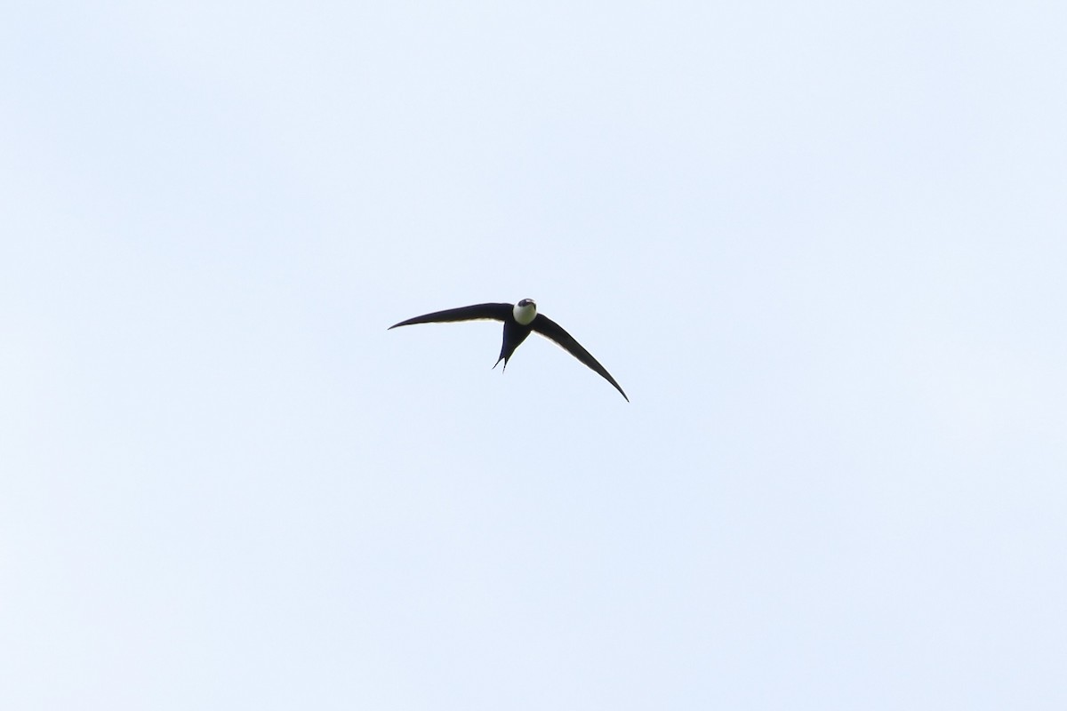 Great Swallow-tailed Swift - John van Dort