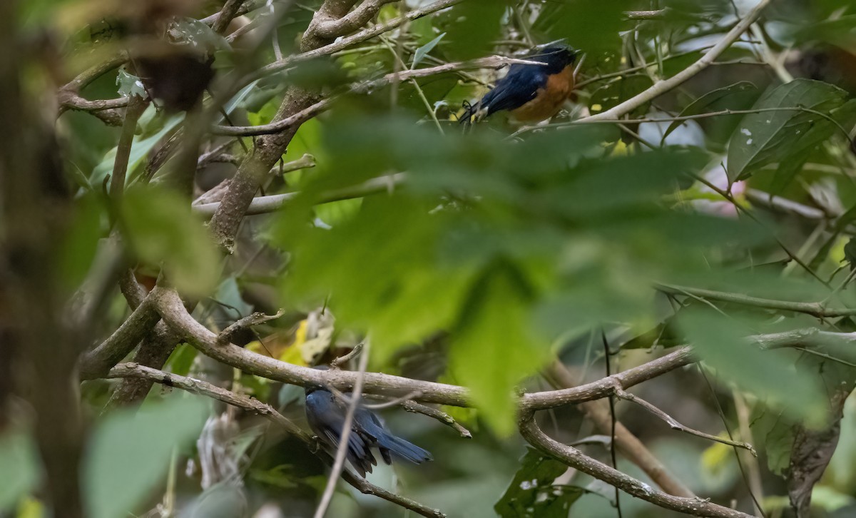 Sulawesi Blue Flycatcher (Sulawesi) - Mitch Rose