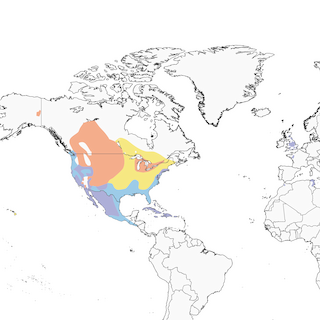 Distribution of the Ruddy Duck - Range Map