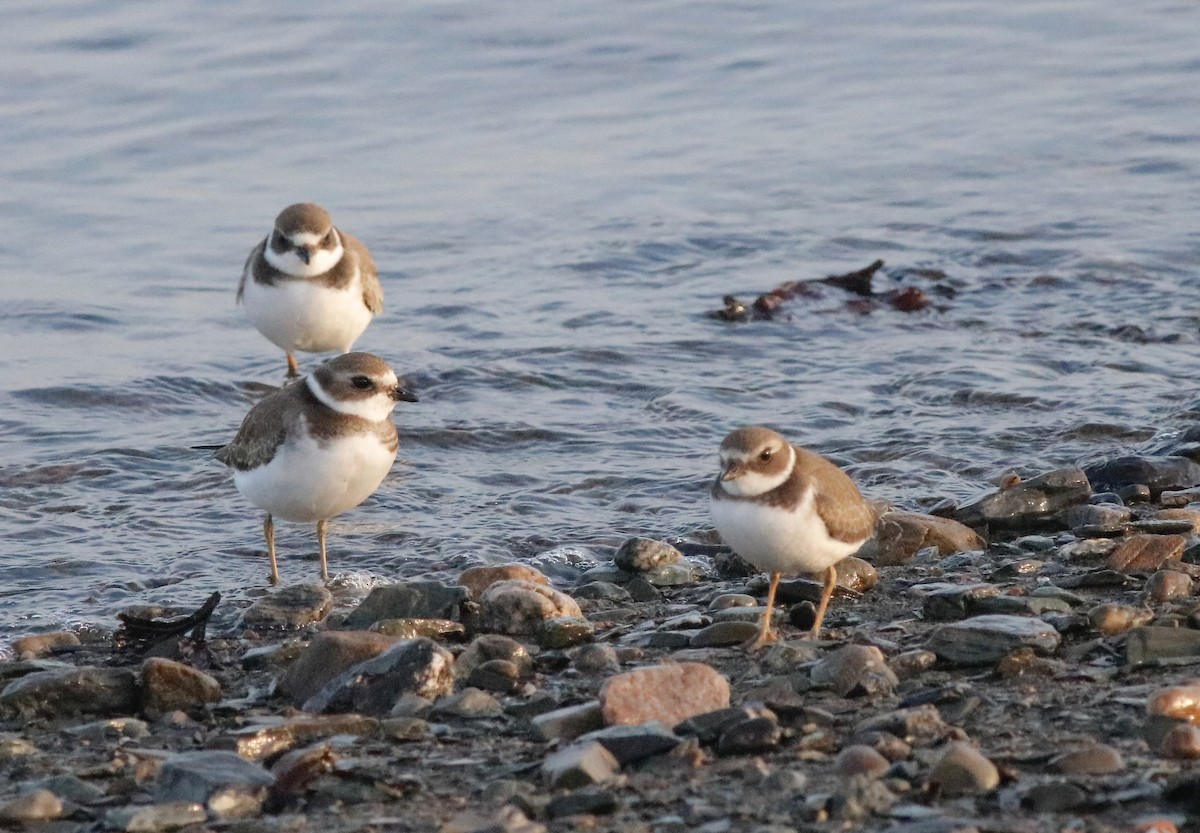 Semipalmated Plover - ML483927241