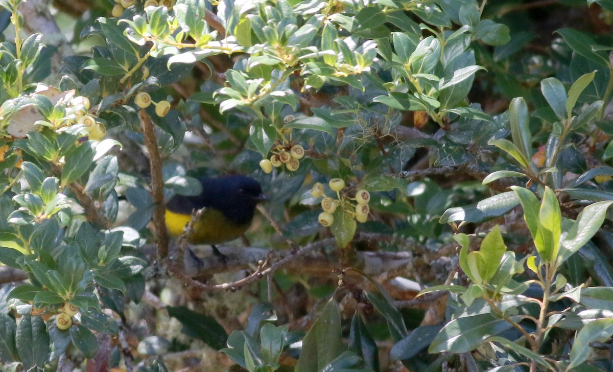 Black-and-yellow Silky-flycatcher - Jay McGowan