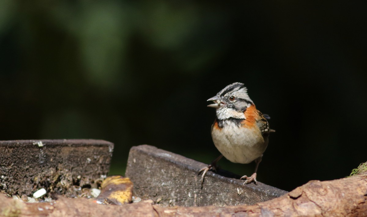 Rufous-collared Sparrow - Jay McGowan