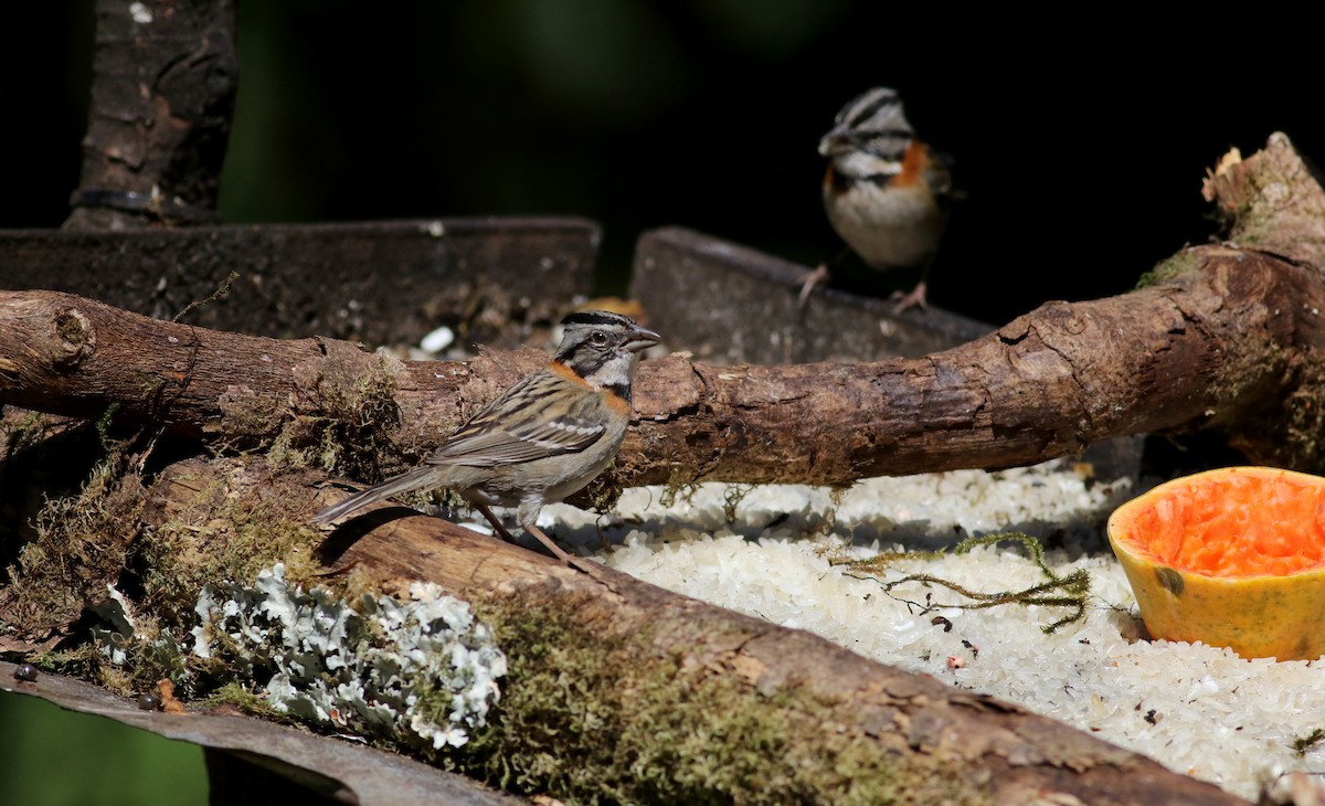 Rufous-collared Sparrow - ML48393491