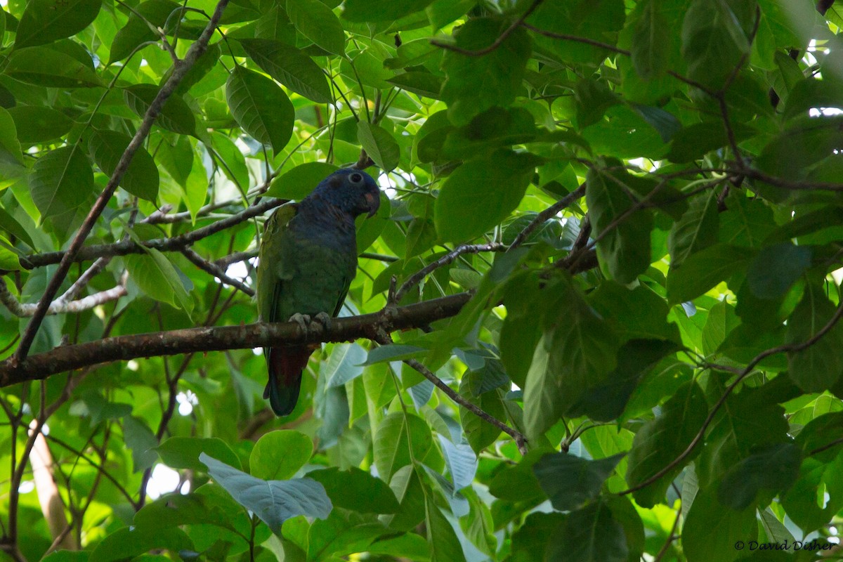 Blue-headed Parrot - ML48393681