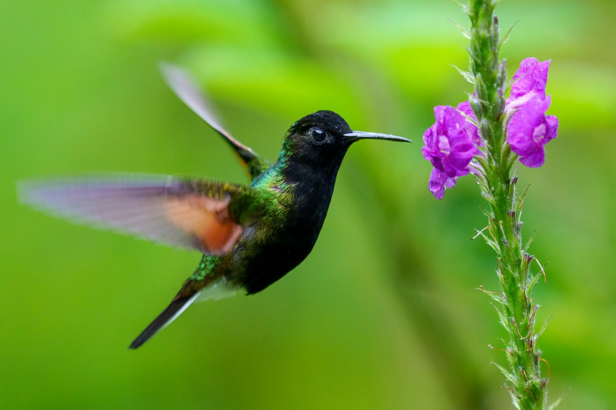Black-bellied Hummingbird - ML483938531