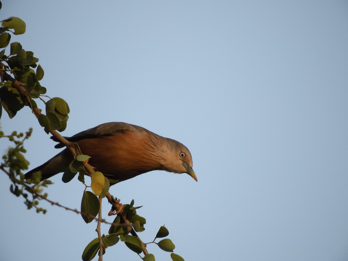 Chestnut-tailed Starling - ML48393921