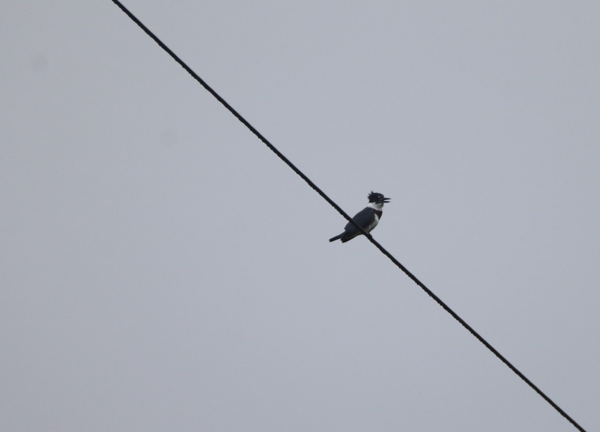 Belted Kingfisher - ML483941521