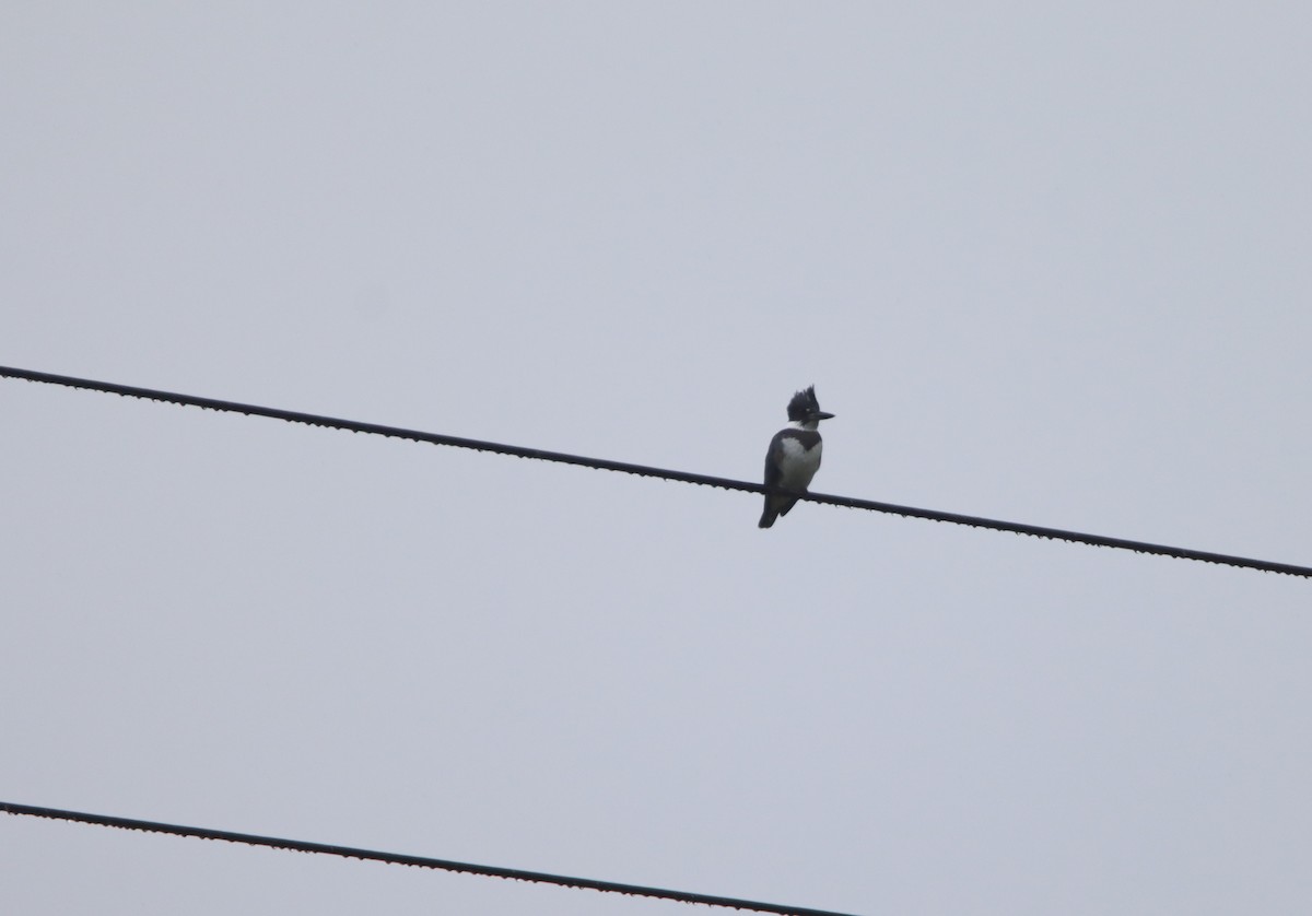 Belted Kingfisher - ML483941551