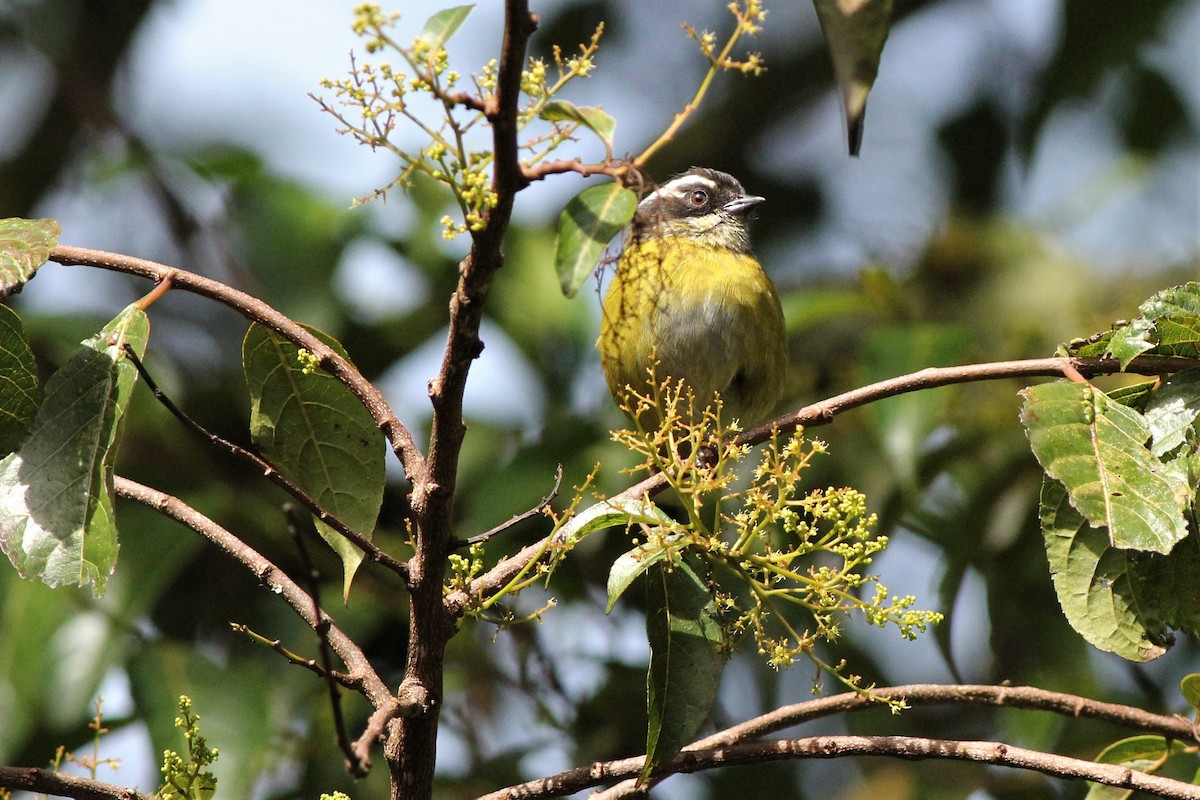 Sooty-capped Chlorospingus - ML483944641