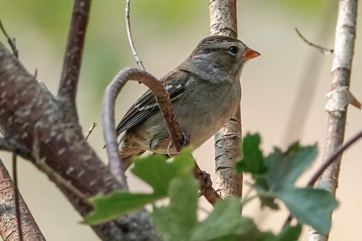White-crowned Sparrow - ML483949731