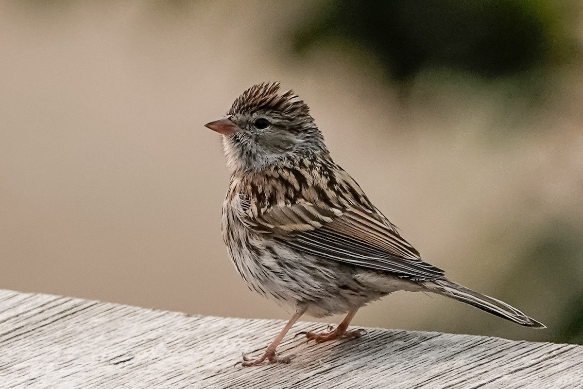 Chipping Sparrow - Brian Pendleton
