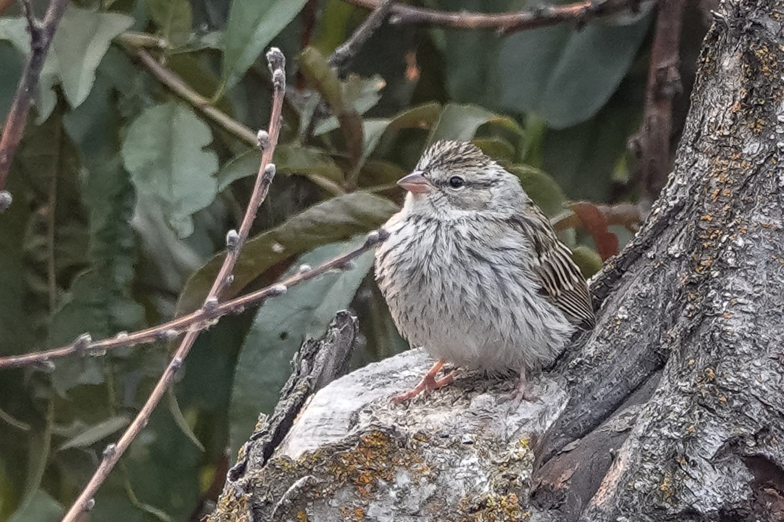 Chipping Sparrow - Brian Pendleton