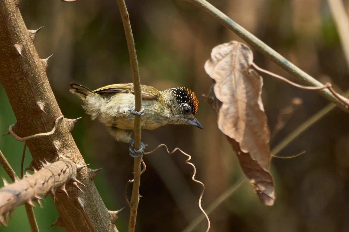 Fine-barred Piculet - ML483954531