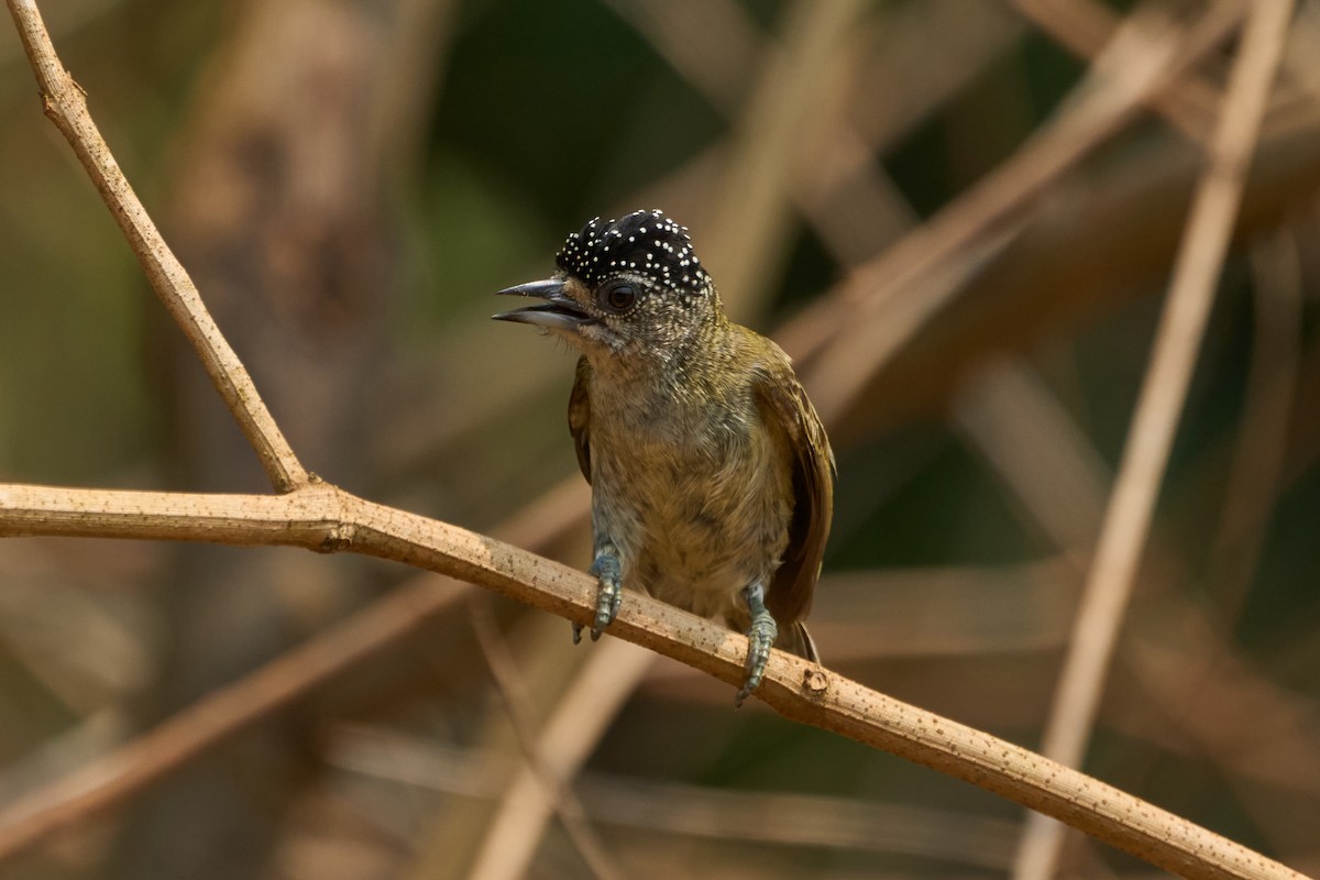 Fine-barred Piculet - ML483954541