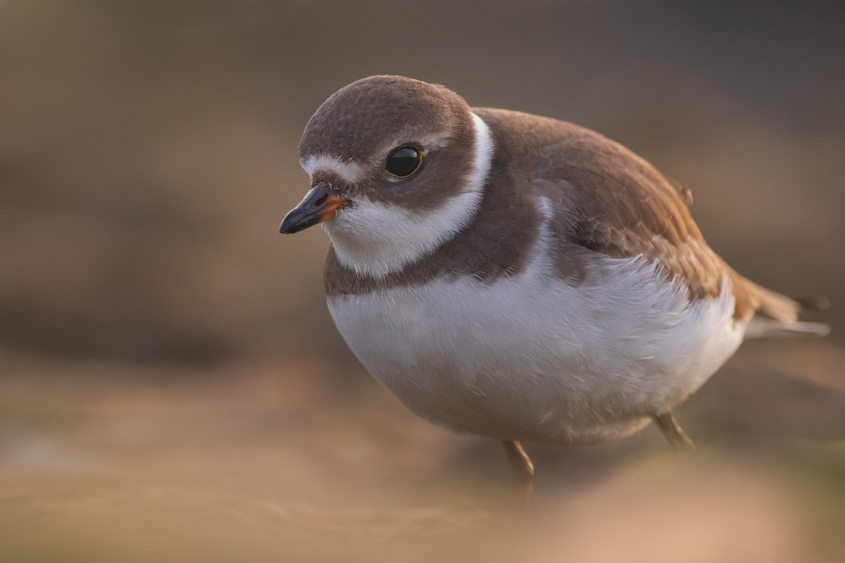 Semipalmated Plover - ML483955031