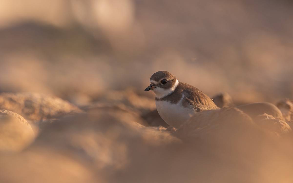 Semipalmated Plover - ML483955041