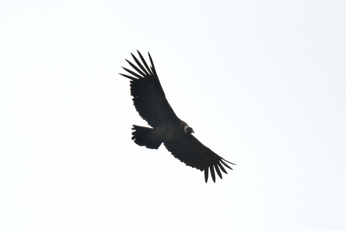 Andean Condor - Ulrich Menzel