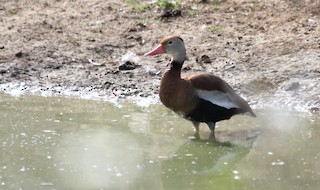 Black-bellied Whistling-Duck, ML483964521