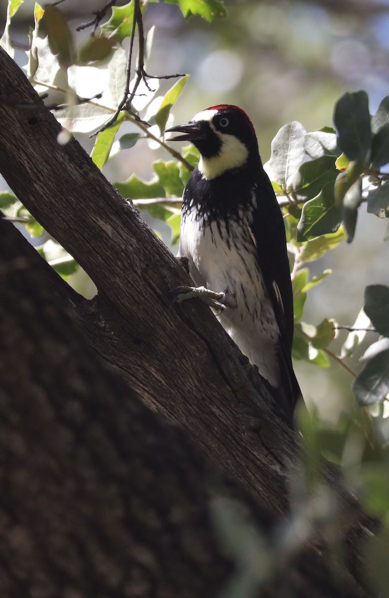 Acorn Woodpecker - ML483973991