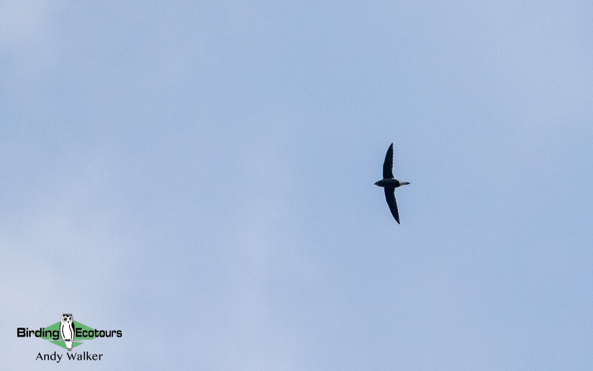 Brown-backed Needletail - ML483976211