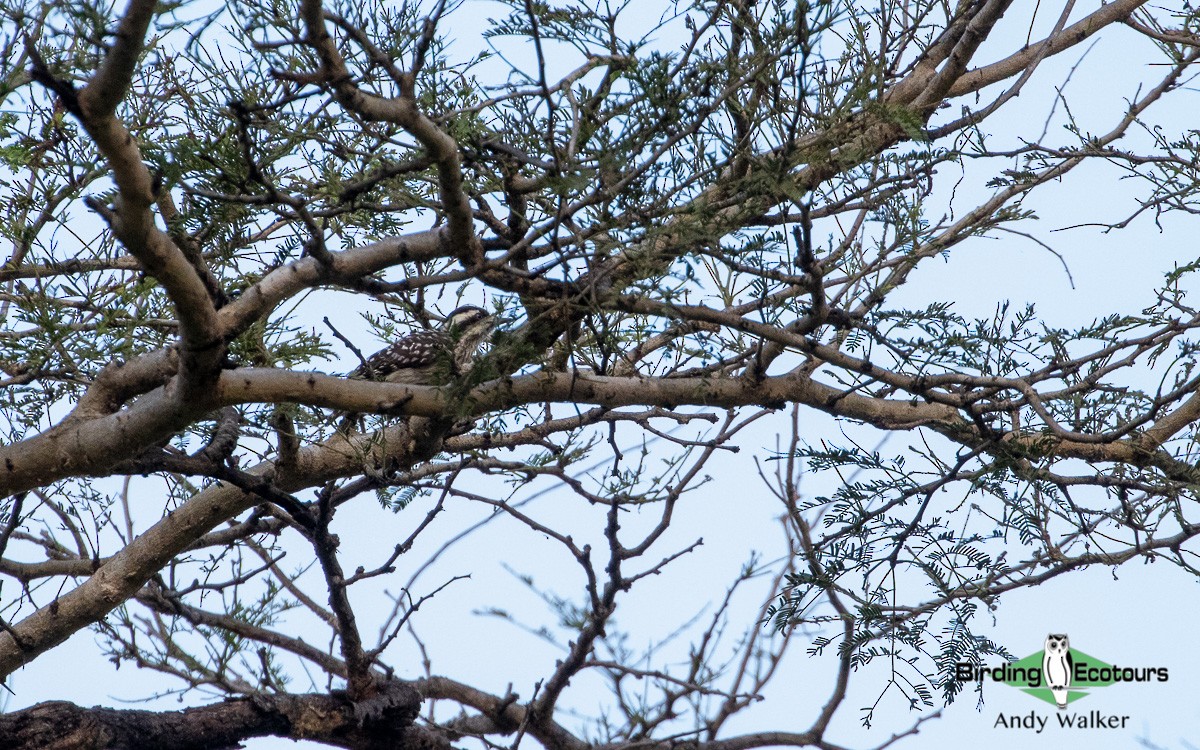 Sunda Pygmy Woodpecker - ML483977321