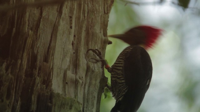 Helmeted Woodpecker - ML483980