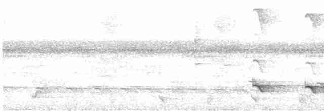 Schwarzschopf-Ameisenvogel - ML483980351