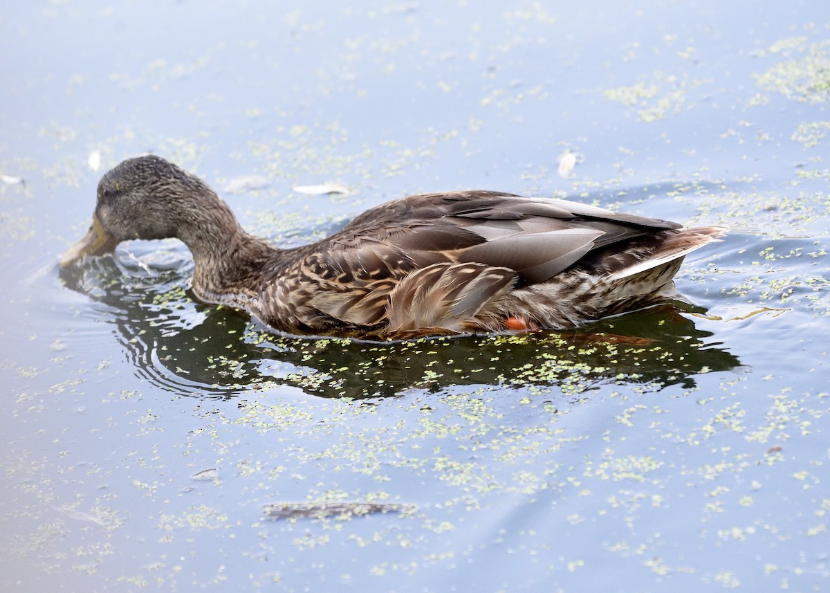 eBird Checklist - 9 Sep 2022 - Oxbow Nature Study Area - 27 species (+2 ...