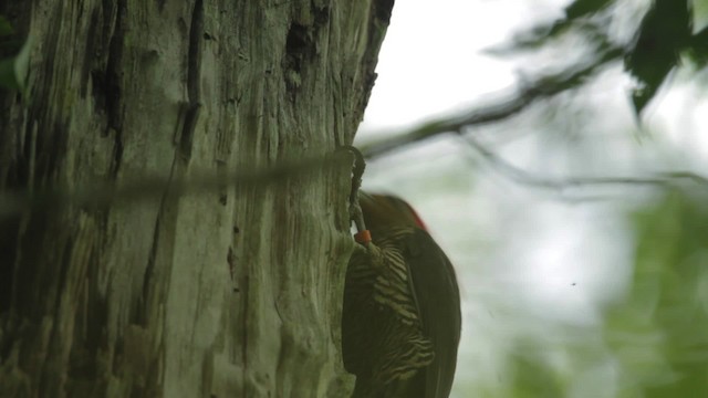 Helmeted Woodpecker - ML483981