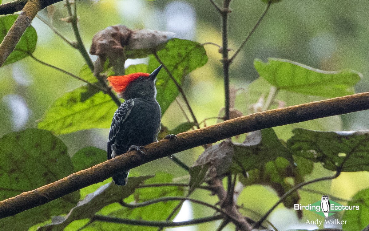 Gray-and-buff Woodpecker (Red-crested) - Andy Walker - Birding Ecotours