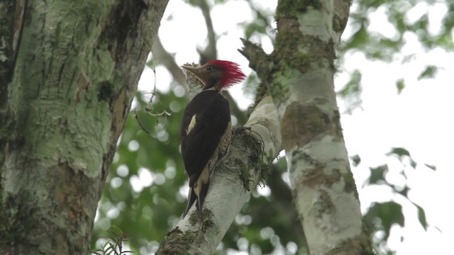 Helmeted Woodpecker - ML483982