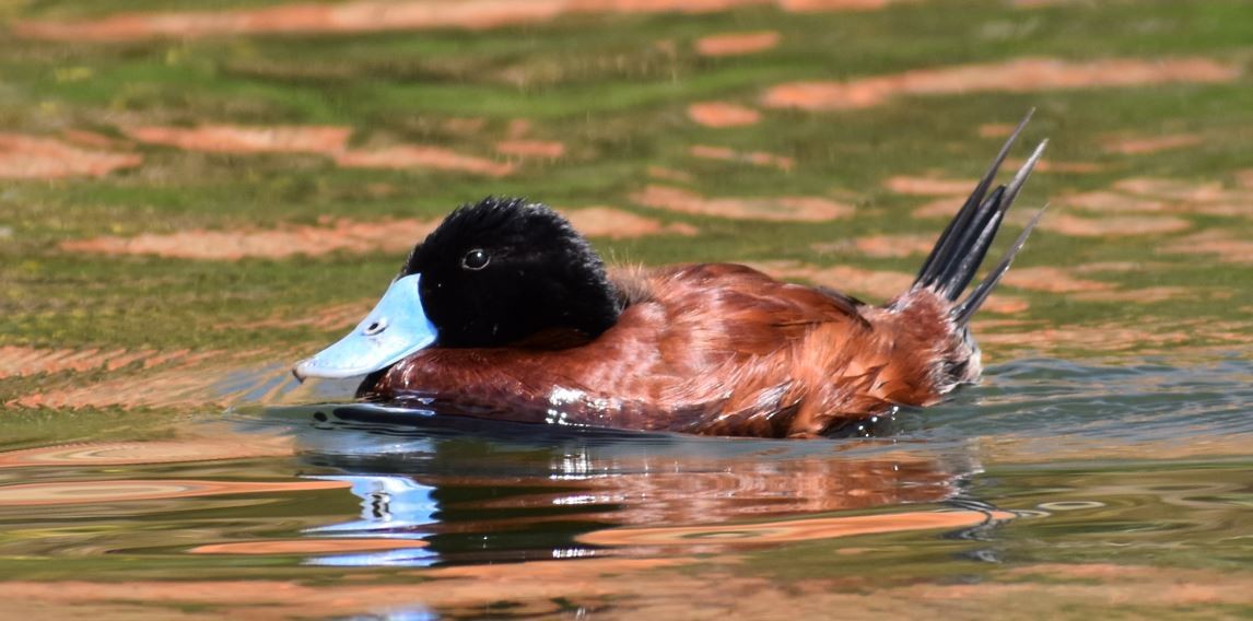 Andean Duck - ML483984471