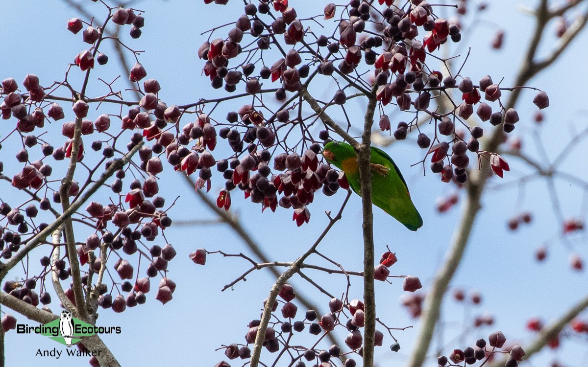 Yellow-throated Hanging-Parrot - ML483984701