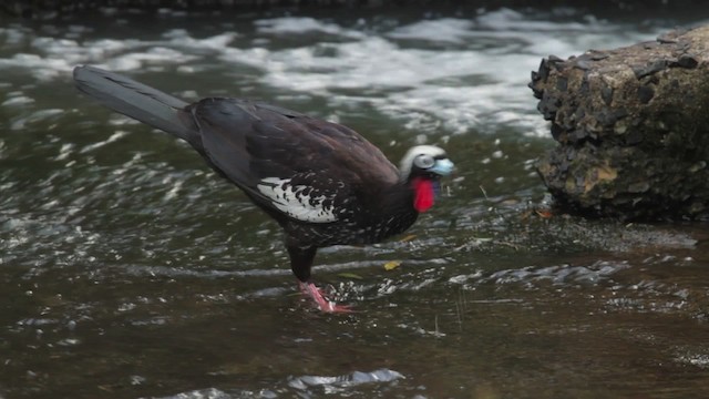 Black-fronted Piping-Guan - ML483985